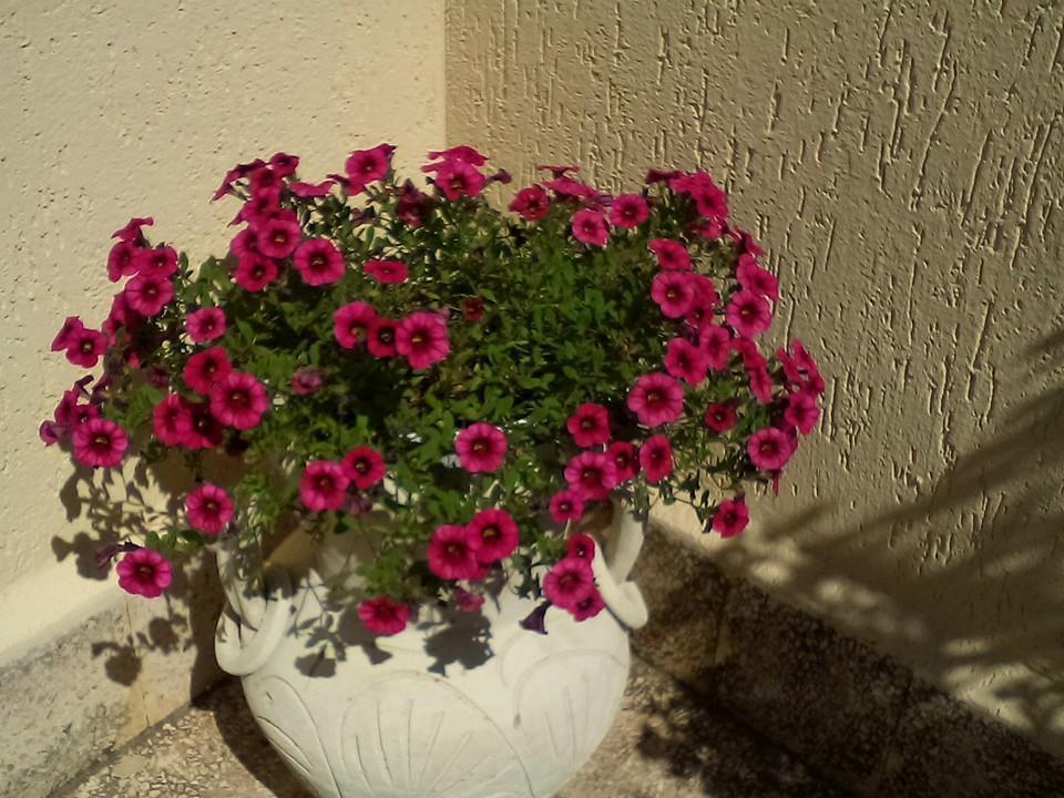Il Terrazzo Di Oleandri Apartment Bagheria Ruang foto