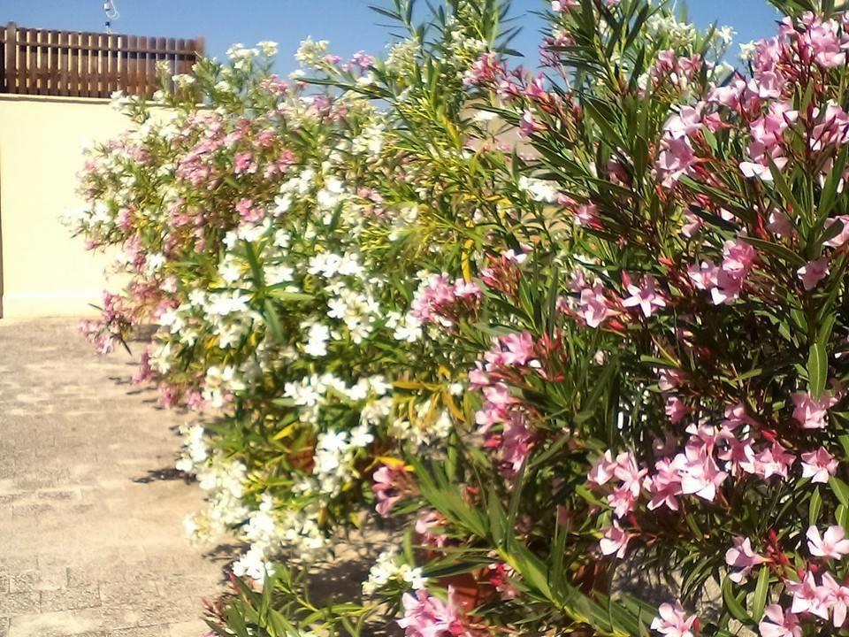 Il Terrazzo Di Oleandri Apartment Bagheria Ruang foto